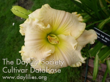 Daylily Within the Veil